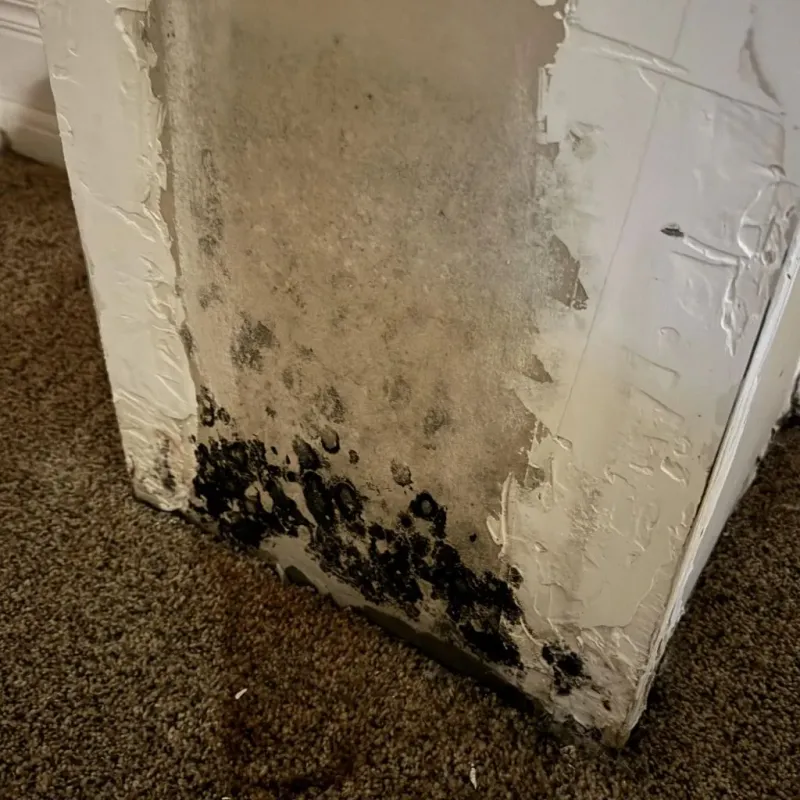 Professional Mold Removal in Saint Clairsville, OH